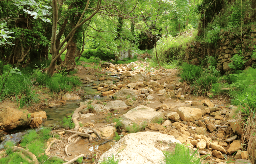 Immagine nº 2 di Fuoristrada: lago naturale, gole di montagna, foresta di palme e spiaggia attività a Kournas, caricata dal fornitore