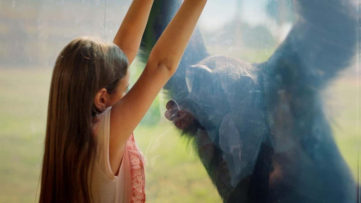 image n.12 of Dubai: Dubai Safari Park Entry Pass activity in Dubai, uploaded by supplier