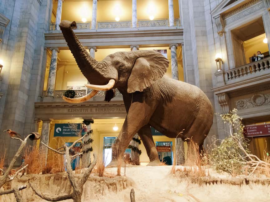 image n.2 of Smithsonian Natural History + Museum of American History 8pp activity in Washington, DC, uploaded by supplier