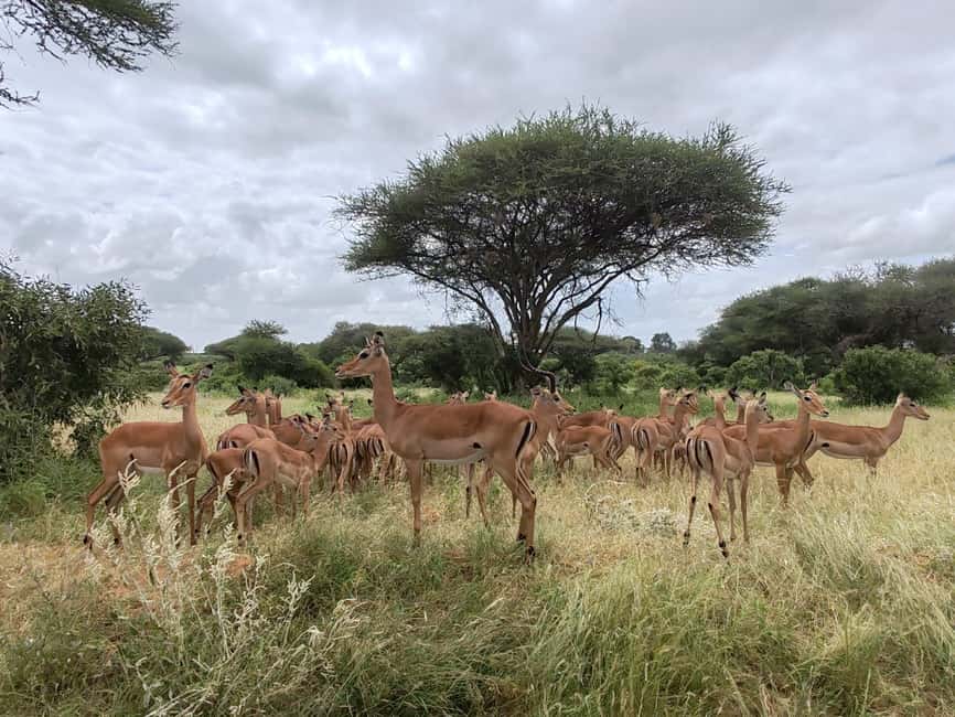 image n.5 of From Watamu: 2-Day Safari in Tsavo East National Park activity in Coast Province, uploaded by supplier