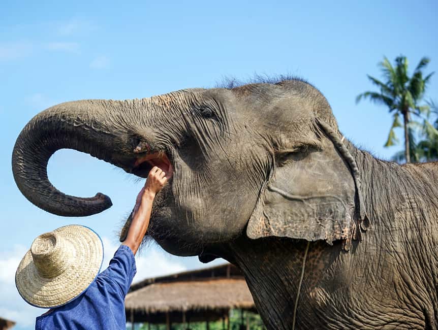image n.16 of Chiang Mai: Small Group Ethical Elephant Sanctuary Tour activity in Chiang Mai, uploaded by supplier