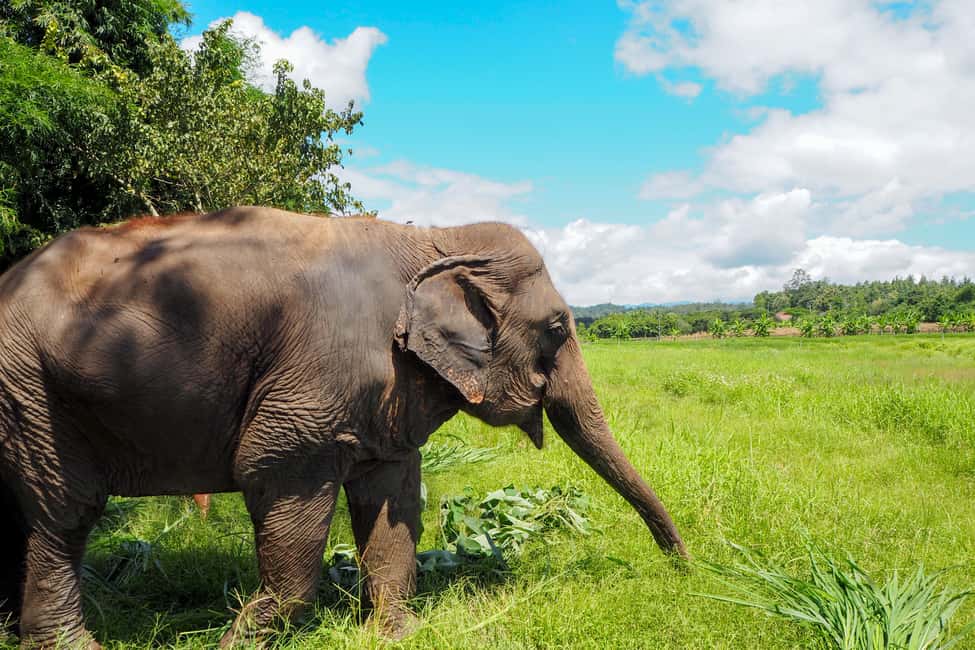 image n.8 of Chiang Mai: Small Group Ethical Elephant Sanctuary Tour activity in Chiang Mai, uploaded by supplier