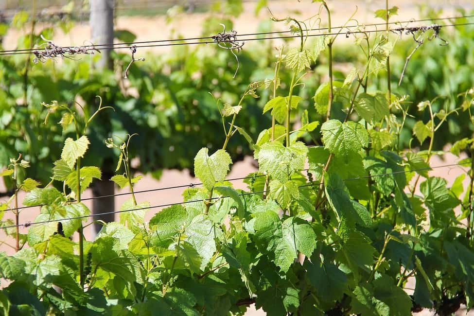 image n.2 of Trieste: Cividale Del Friuli and Wine Tastings activity in Udine, uploaded by supplier
