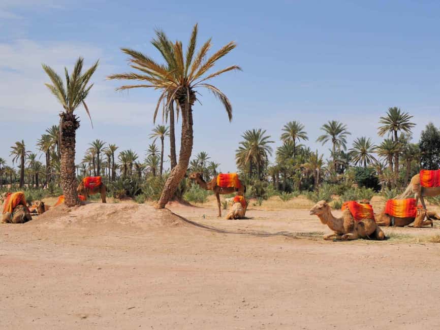 imagen n.º 5 de Marrakech: Medio día de paseo en camello por el Palmeral actividad en Marrakech, subida por el proveedor