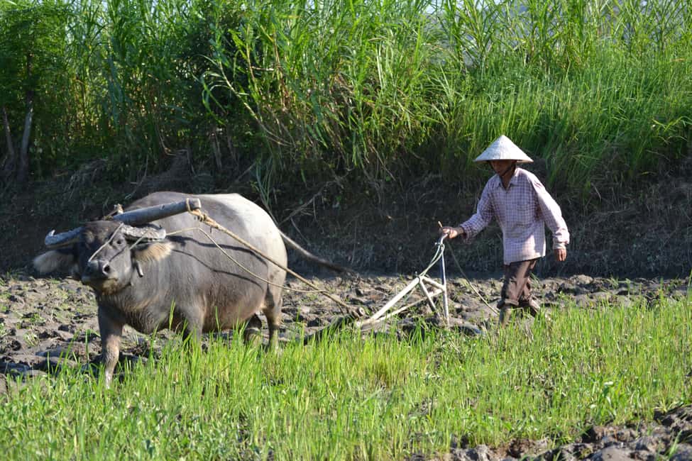 Image N°2 de Tour à vélo dans la campagne de Hoi An : 25 km de véritable Vietnam activité à Centre du Vietnam, publiée par le prestataire