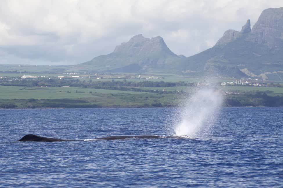 image n.1 of Black River: Dolphin Swim and Whale Watching by Speedboat activity in Grande Riviere Noire, uploaded by supplier