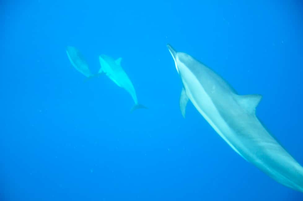 image n.2 of Black River: Dolphin Swim and Whale Watching by Speedboat activity in Grande Riviere Noire, uploaded by supplier