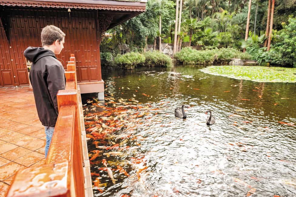 billede nr.2 af aktiviteten Fra det sydlige Tenerife: Loro Park Zoo billet og hoteloverførsler i Puerto de la Cruz, uploadet af udbyder