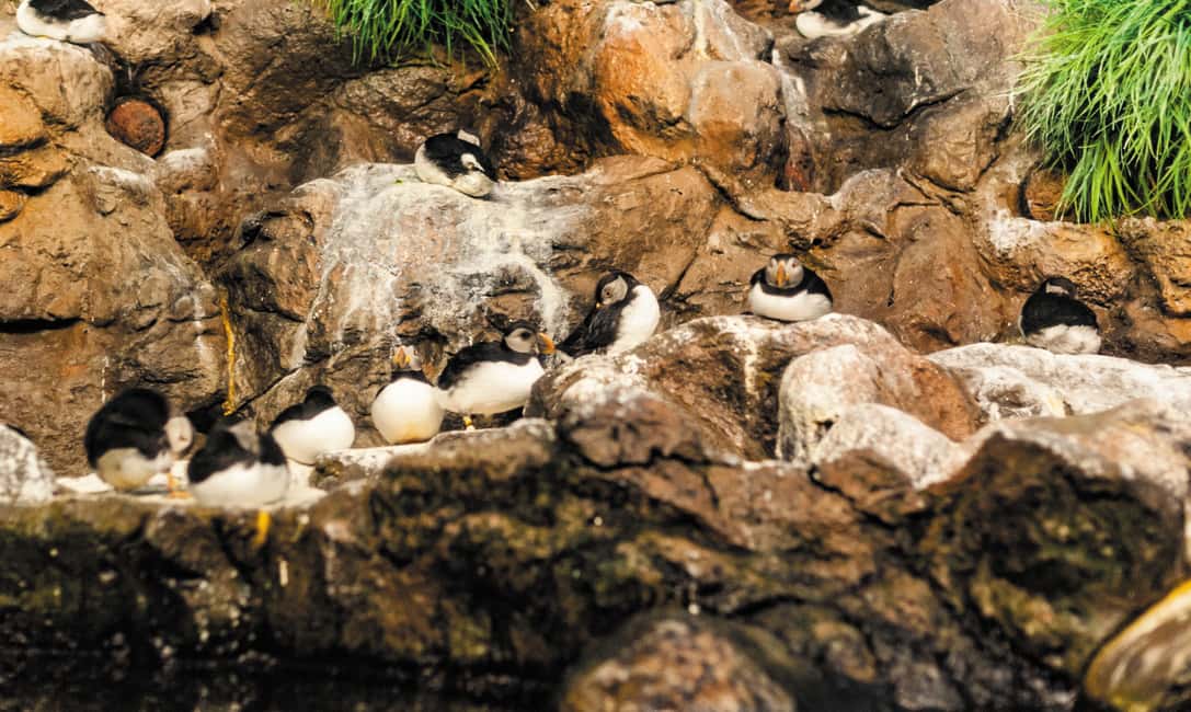 billede nr.4 af aktiviteten Fra det sydlige Tenerife: Loro Park Zoo billet og hoteloverførsler i Puerto de la Cruz, uploadet af udbyder
