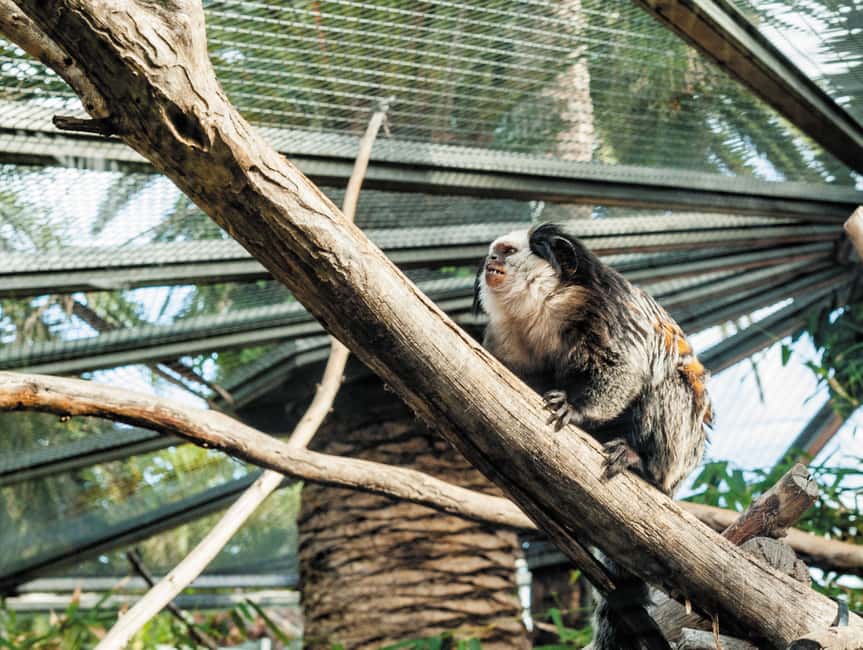 billede nr.7 af aktiviteten Fra det sydlige Tenerife: Loro Park Zoo billet og hoteloverførsler i Puerto de la Cruz, uploadet af udbyder