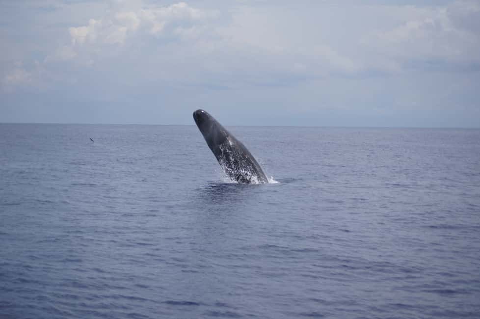 image n.4 of Black River: Dolphin Swim and Whale Watching by Speedboat activity in Grande Riviere Noire, uploaded by supplier