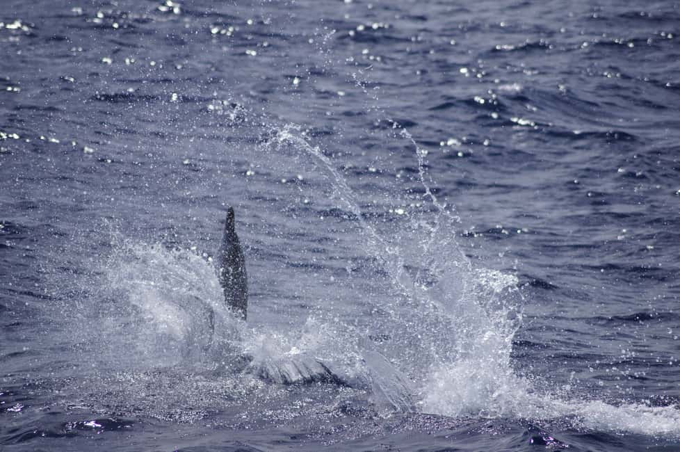 image n.5 of Black River: Dolphin Swim and Whale Watching by Speedboat activity in Grande Riviere Noire, uploaded by supplier