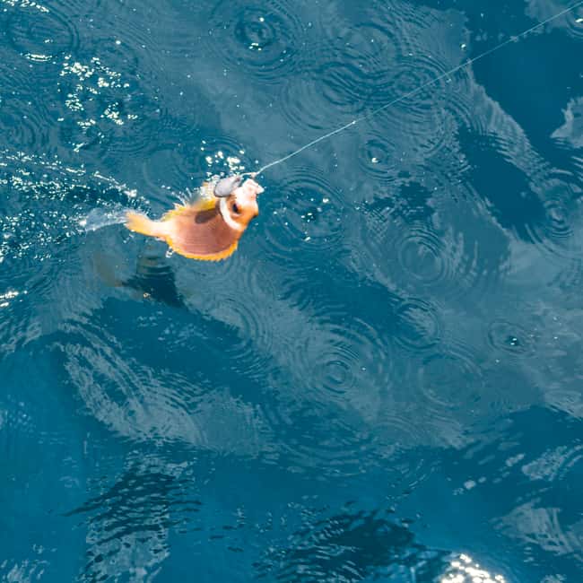 image n.8 of Phu Quoc: 3 Island Tour by Boat with Guide activity in Kien Giang province, uploaded by supplier