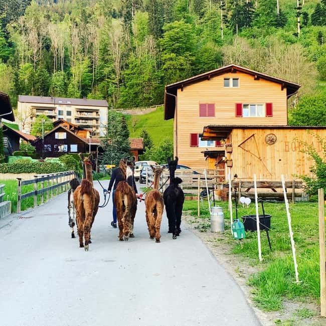 Bild Nr. 14 von Triesenberg: Spaziergang mit Lamas in den Bergen Aktivität in Triesenberg, hochgeladen vom Anbieter
