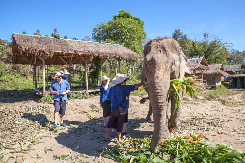 image n.17 of Chiang Mai: Small Group Ethical Elephant Sanctuary Tour activity in Chiang Mai, uploaded by supplier