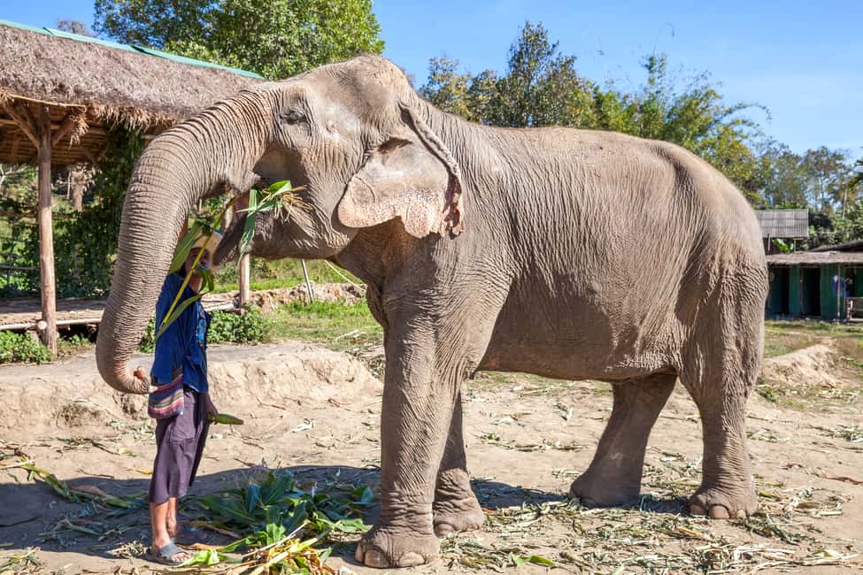 image n.23 of Chiang Mai: Small Group Ethical Elephant Sanctuary Tour activity in Chiang Mai, uploaded by supplier