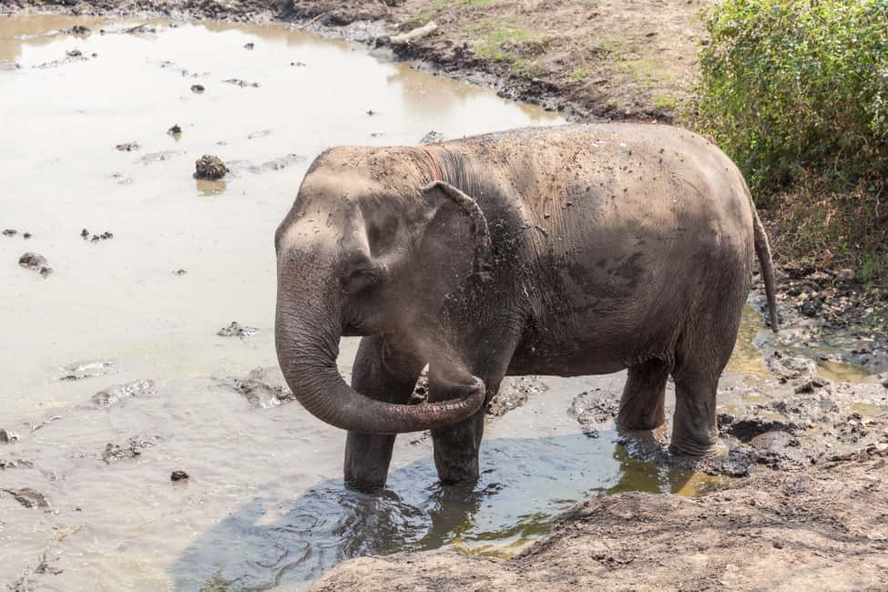 image n.10 of From Bangkok: Elephant Sanctuary and Kanchanaburi Tour activity in Central Thailand, uploaded by supplier