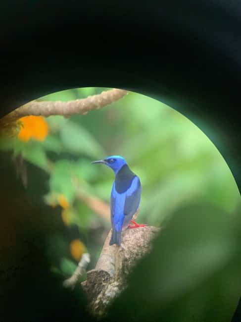 Immagine nº 11 di Guanacaste: Santuario dei bradipi e avventura alle cascate attività a Provincia di Limón, caricata dal fornitore