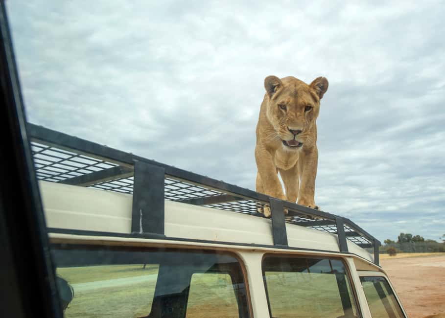 imagen n.º 2 de Experiencia Leones 360 y un día en el Parque Safari Monarto actividad en Murray Bridge, subida por el proveedor