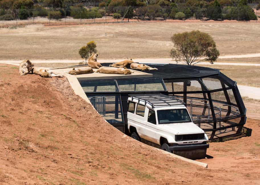 imagen n.º 3 de Experiencia Leones 360 y un día en el Parque Safari Monarto actividad en Murray Bridge, subida por el proveedor