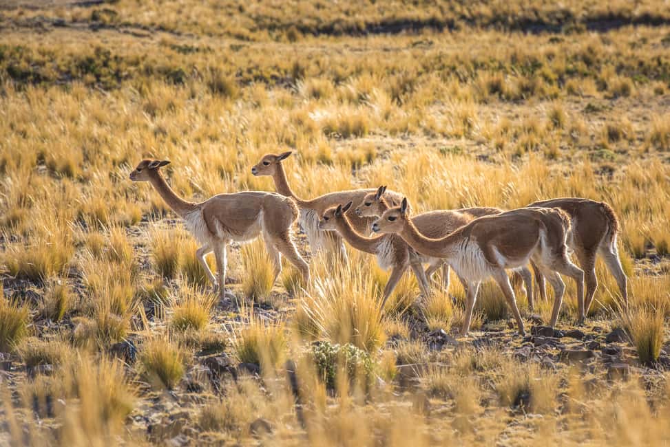 image n.7 of From Arequipa: 3-Day Colca Canyon Trek activity in Arequipa Region, uploaded by supplier
