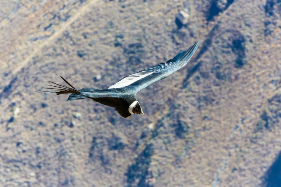 image n.8 of From Arequipa: 3-Day Colca Canyon Trek activity in Arequipa Region, uploaded by supplier