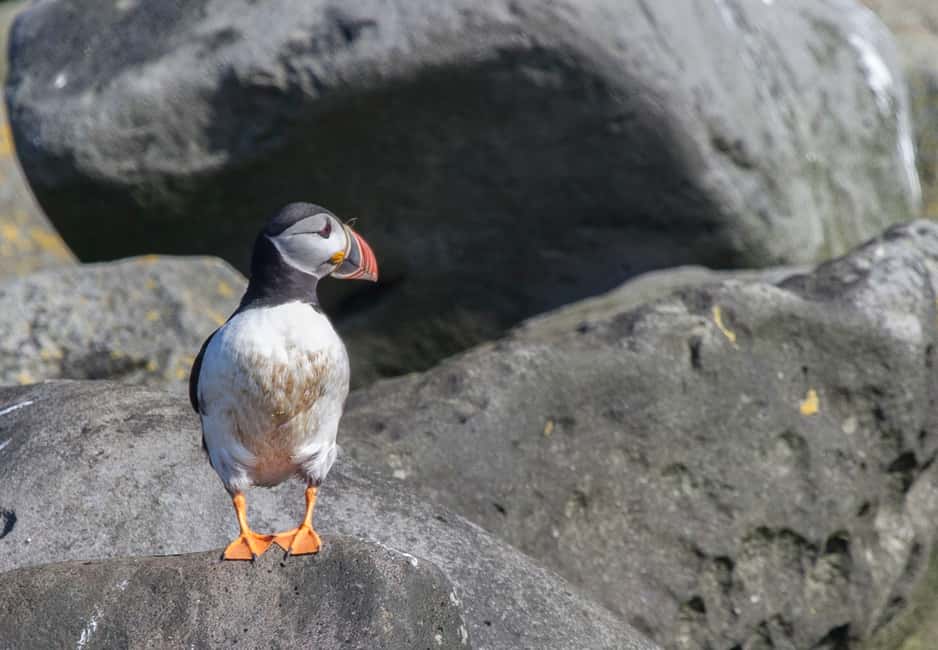 bild nr.4 av Reykjavik: Kombinationsresa med guidad kryssning för valar och lunnefåglar aktivitet i Västisland, uppladdad av arrangören