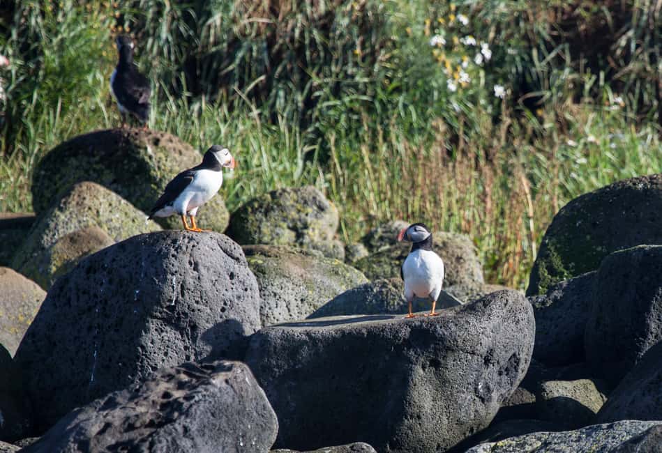 bild nr.5 av Reykjavik: Kombinationsresa med guidad kryssning för valar och lunnefåglar aktivitet i Västisland, uppladdad av arrangören