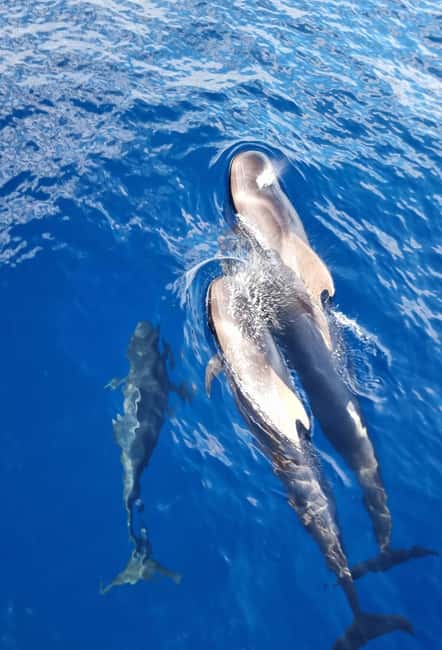 billede nr.5 af aktiviteten Tenerife: Marine-Life Tour med transfer, buffet og drikkevarer i Costa Adeje, uploadet af udbyder