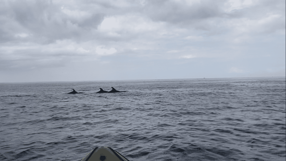 image n.16 of Los Cristianos: Kayak & Snorkel Tour with turtles and photos included activity in Arona, Tenerife, uploaded by supplier