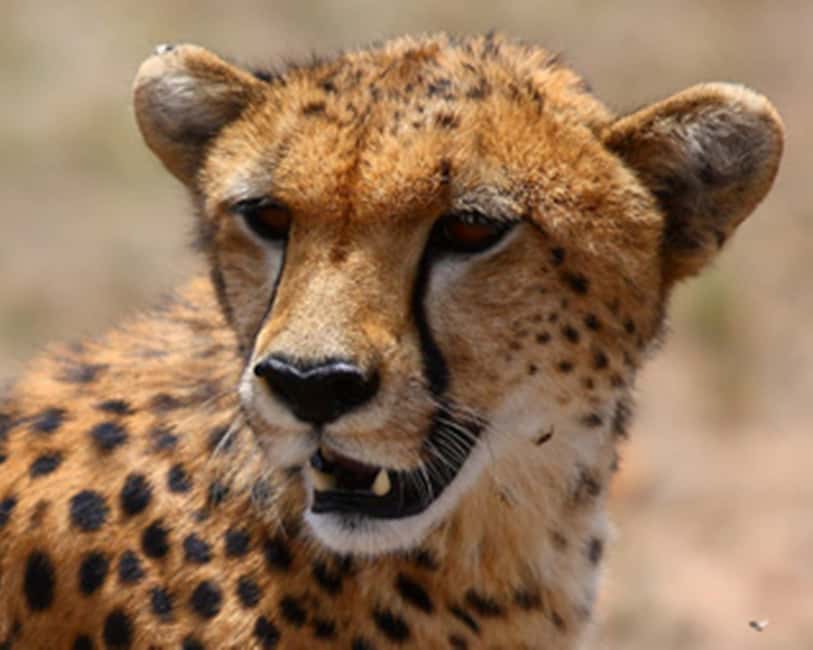 imagen n.º 2 de Amboseli: Safari de tres días actividad en Provincial Central de Kenia, subida por el proveedor
