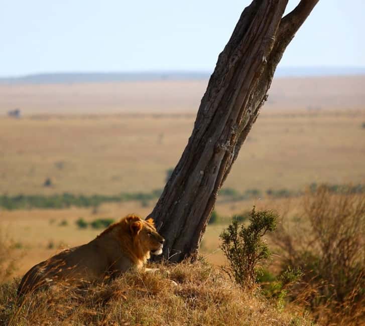 imagen n.º 5 de Amboseli: Safari de tres días actividad en Provincial Central de Kenia, subida por el proveedor