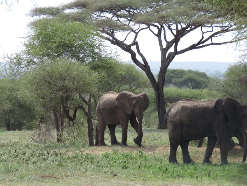 image n.3 of Two Days Shared Safari to Tarangire & Ngorongoro Crater activity in Arusha (Region), uploaded by supplier