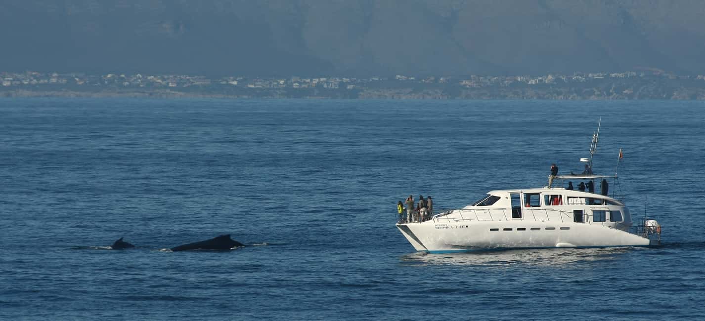 bild nr.5 av Hermanus: Båttur för val- och delfinskådning aktivitet i Hermanus, uppladdad av arrangören