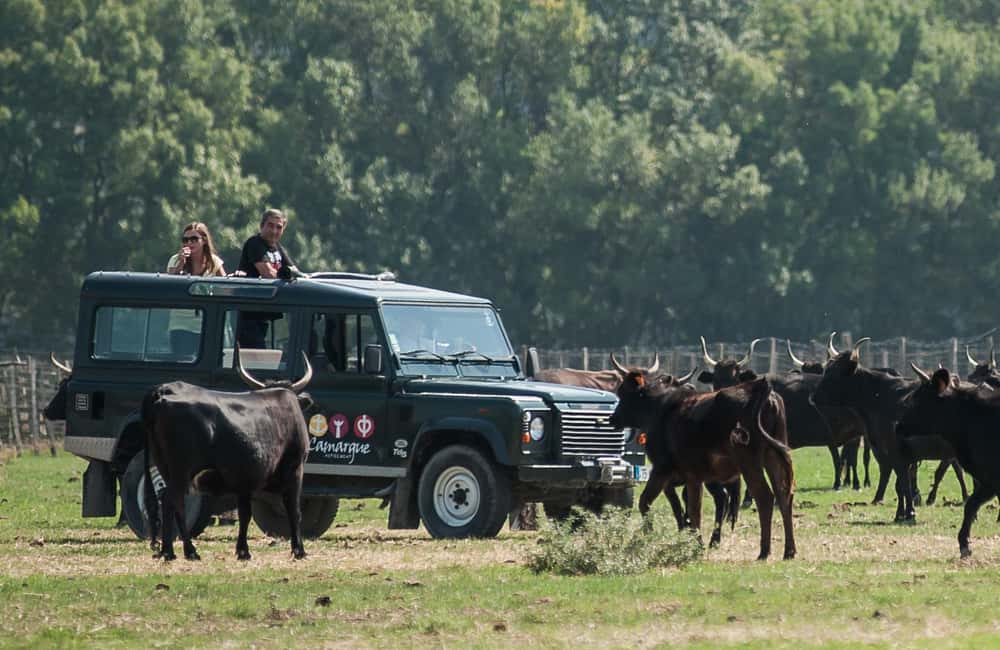 image n.1 of Safari 4x4 in Camargue / VIP Tour 3h30 / Grau du Roi activity in South of France, uploaded by supplier