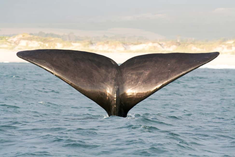 image n.3 of Victor Harbor: Southern Ocean Adventure Cruise with Guide activity in Victor Harbor, uploaded by supplier
