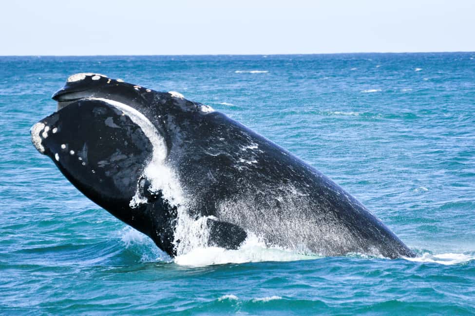 image n.4 of Victor Harbor: Southern Ocean Adventure Cruise with Guide activity in Victor Harbor, uploaded by supplier