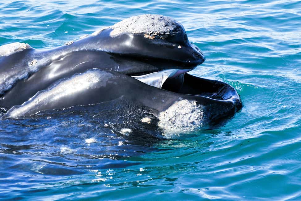 image n.7 of Victor Harbor: Southern Ocean Adventure Cruise with Guide activity in Victor Harbor, uploaded by supplier