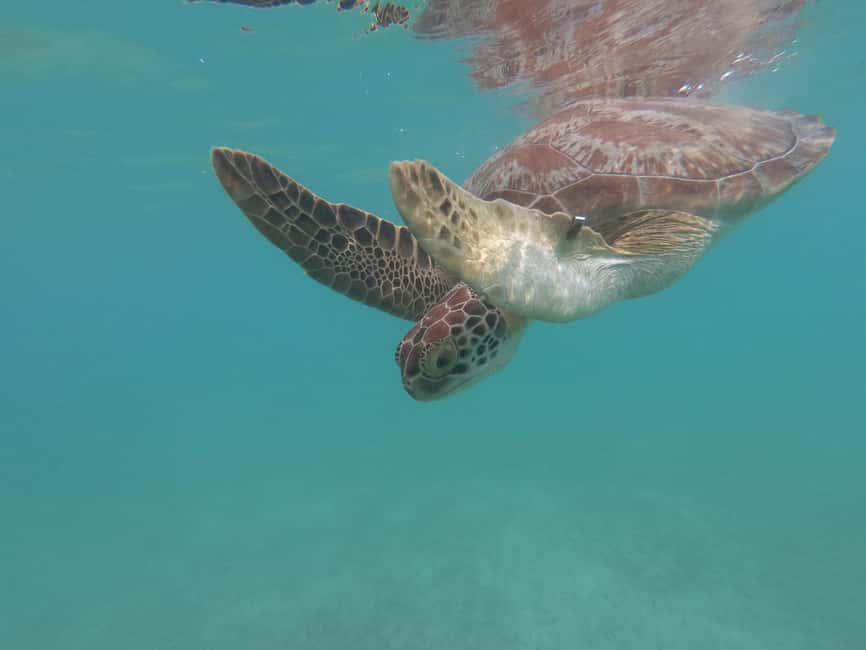 afbeelding n.11 van Akumal: Snorkelen met zeeschildpadden en koralen activiteit in Akumal, geüpload door aanbieder