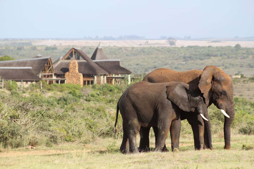 image n.2 of From Cape Town: 2-Day Safari at Garden Route Game Lodge activity in Bredasdorp, uploaded by supplier