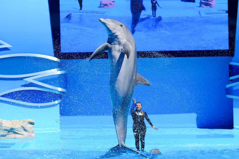 image n.10 of Algarve Zoomarine Ticket and Dolphin Emotions Experience activity in Albufeira, uploaded by supplier