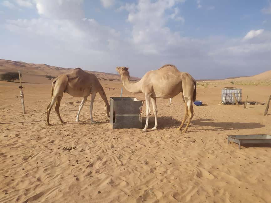 Immagine nº 7 di Muscat: Tour del deserto e del Wadi Bani Khalid con opzione Quad Bike attività a Regione al-Sharqiyya, caricata dal fornitore