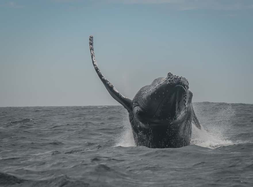 image n.8 of Knysna: Close Encounter Whale Watching Tour by Boat activity in Knysna, uploaded by supplier