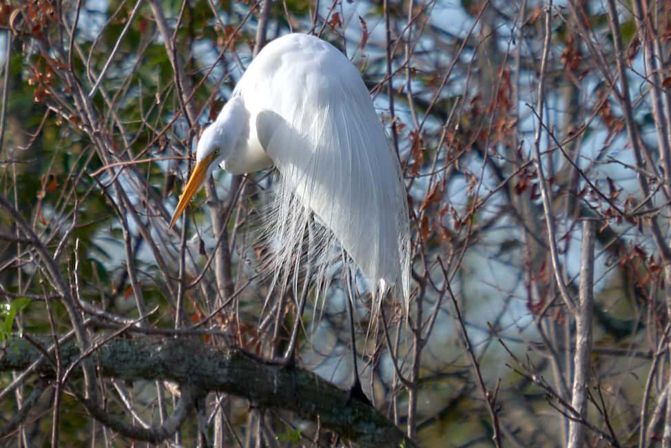 image n.6 of Miami: Everglades Full-Day Tour with 2 Boat Trips and Lunch activity in Florida, uploaded by supplier