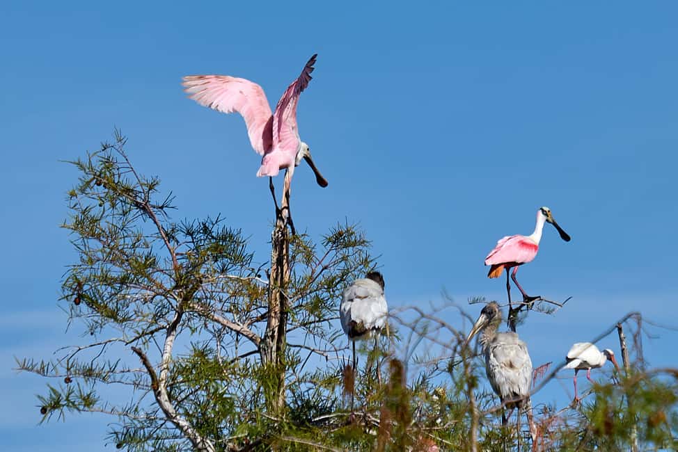 image n.4 of Miami: Everglades Full-Day Tour with 2 Boat Trips and Lunch activity in Florida, uploaded by supplier