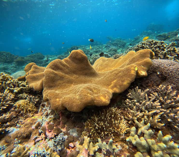 image n.29 of Nusa Penida Island: Manta Point Snorkeling & West Coast Tour activity in Batoemadeg, uploaded by supplier