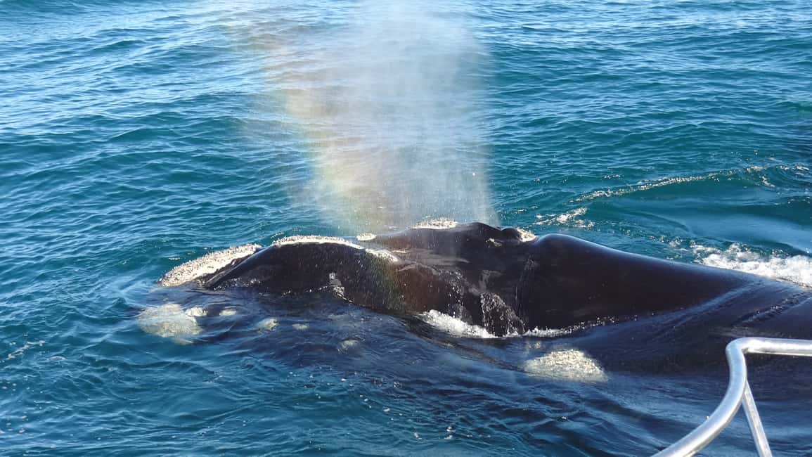 image n.2 of Hermanus: Boat Based Whale Watching Experience activity in Hermanus, uploaded by supplier