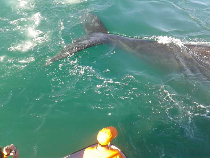 image n.3 of Hermanus: Boat Based Whale Watching Experience activity in Hermanus, uploaded by supplier