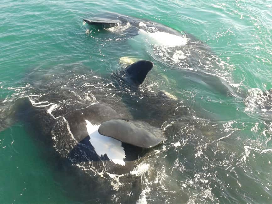 image n.4 of Hermanus: Boat Based Whale Watching Experience activity in Hermanus, uploaded by supplier