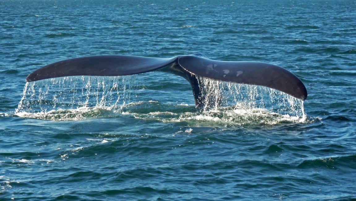 image n.5 of Hermanus: Boat Based Whale Watching Experience activity in Hermanus, uploaded by supplier